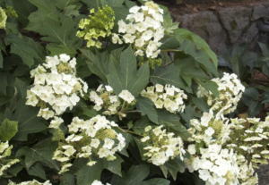 Hydrangea quercifolia Munchkin