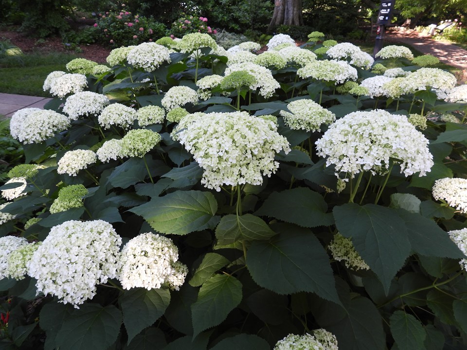 Hydrangea arborescens Annabelle