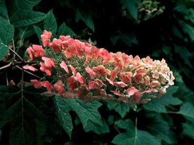 Hydrangea quercifolia Alison