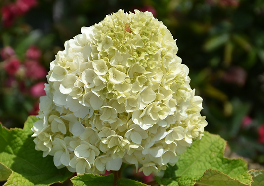 Hydrangea quercifolia Gatsby Moon - Brother Edward