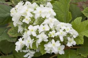 Hydrangea Hovaria quercifolia 3