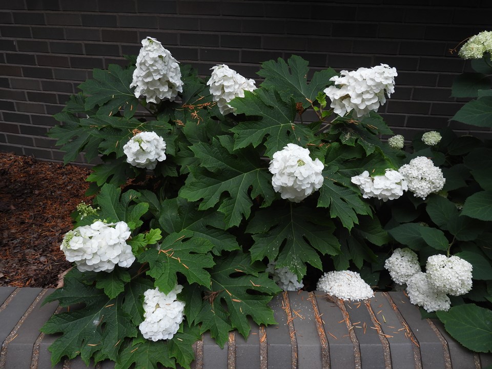 Hydrangea quercifolia Jetstream 2