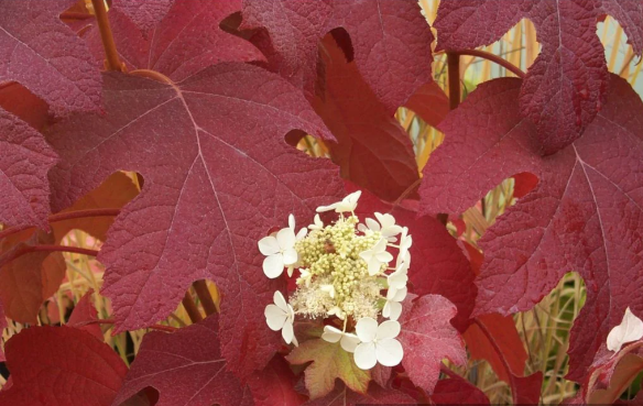 Hydrangea quercifolia Little Honey