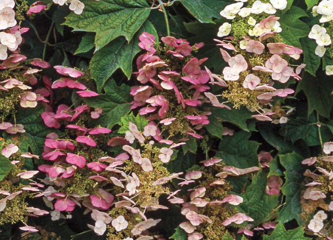 Hydrangea oakleaf Pee Wee