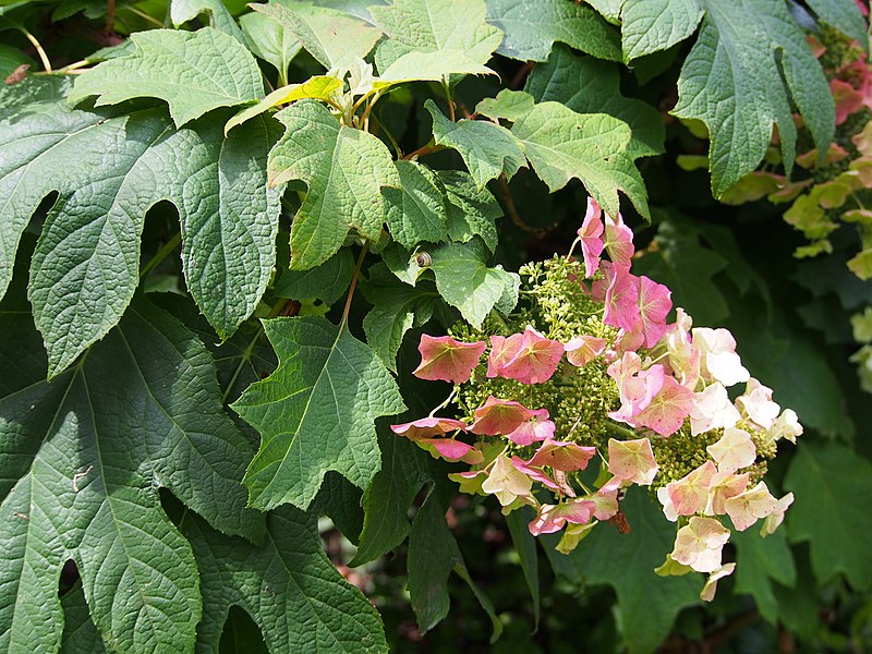 Hydrangea quercifolia Sike's Dwarf