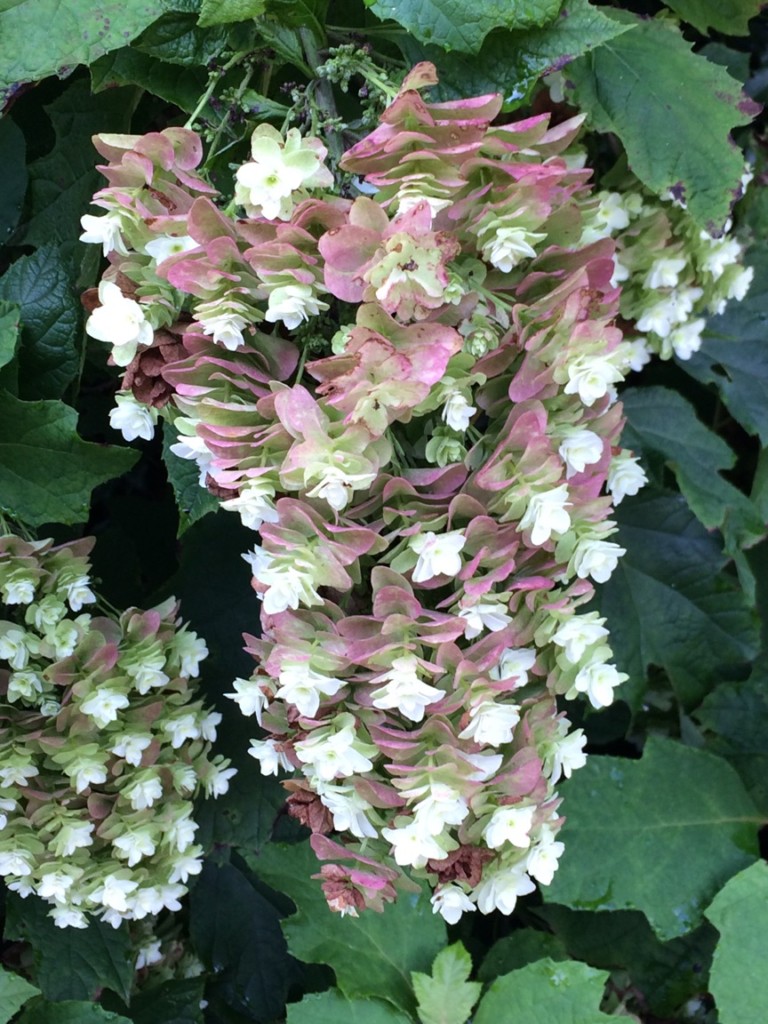 Hydrangea quercifolia Snowcicle 3