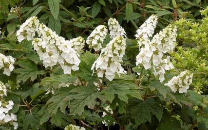 Hydrangea quercifolia Applause 3