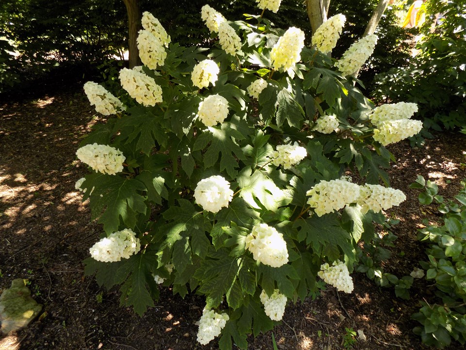 Hydrangea quercifolia queen of hearts 2