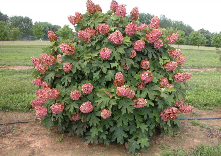 Hydrangea quercifolia queen of hearts 4