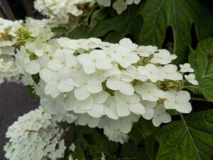 Hydrangea quercifolia Pee Wee