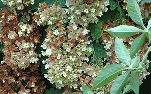 Hydrangea Quercifolia Snow Giant