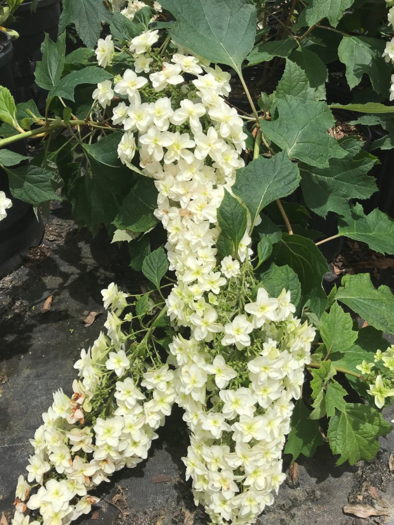 Hydrangea quercifolia Snowcicle 4