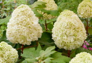 Hydrangea quercifolia Tara