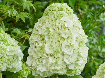 Hydrangea quercifolia Tara