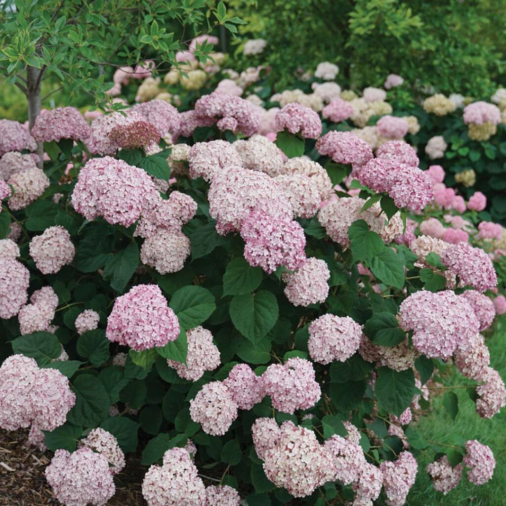 Hydrangea sweet annabelle Incrediball Blush