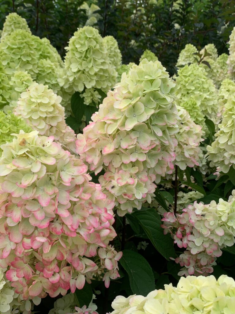 Hydrangea paniculata Bonfire