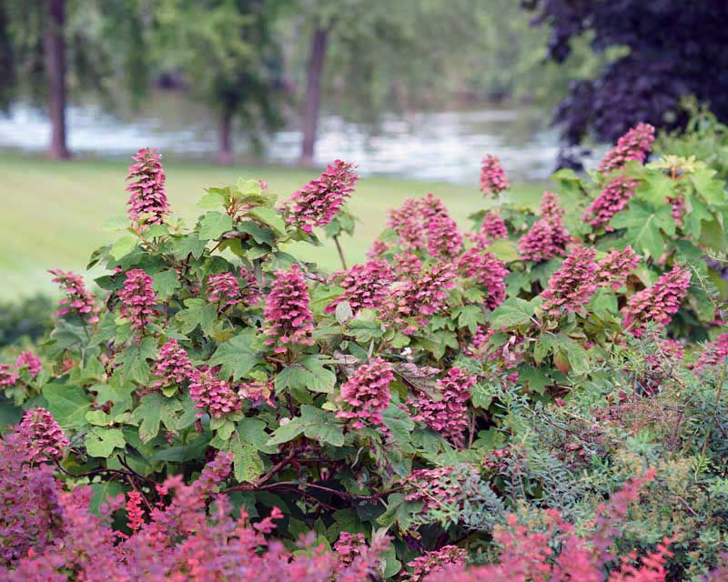 Hydrangea oakleaf Gatsby Pink