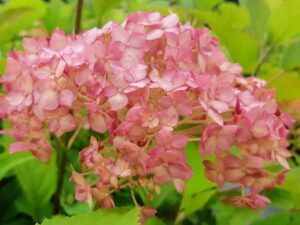 Hydrangea Candybelle Spearmint