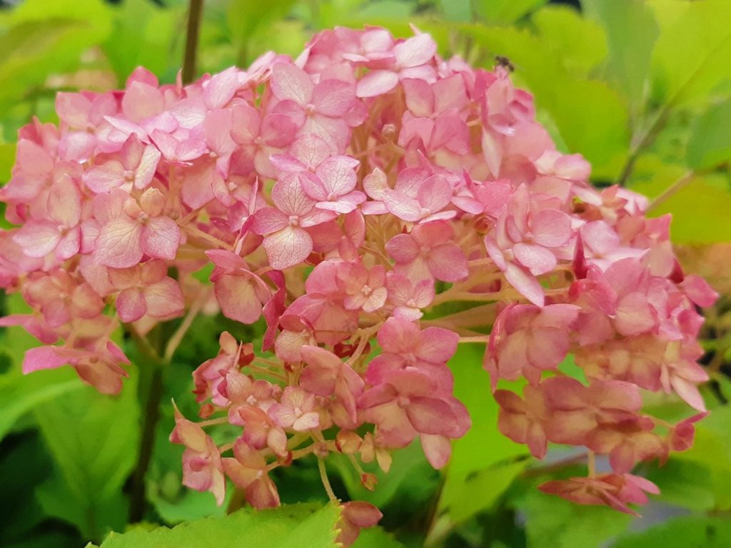 Hydrangea Candybelle Spearmint