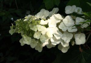 Hydrangea quercifolia Alison