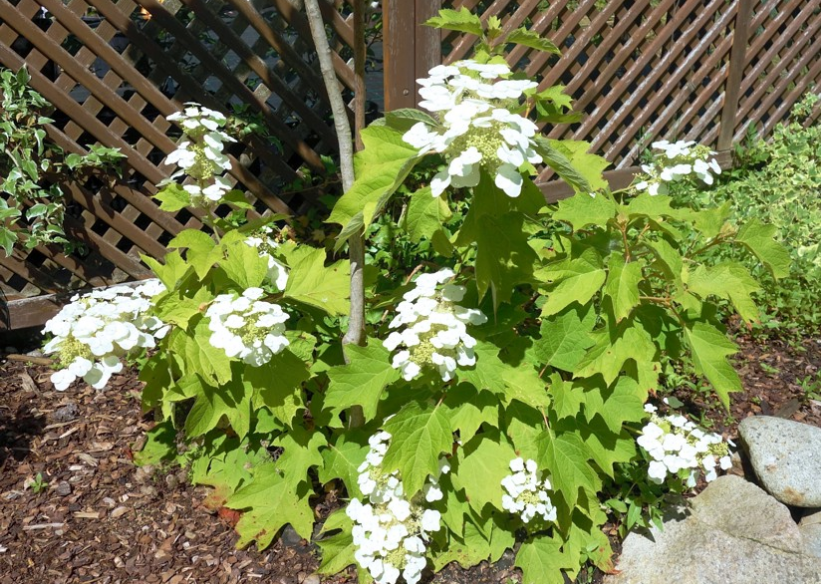 Hydrangea quercifolia Amethyst