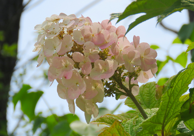 Hydrangea quercifolia Back Porch