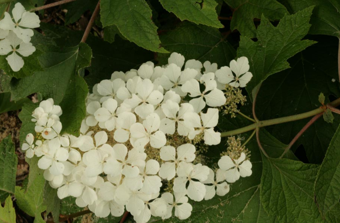 Hydrangea quercifolia Tennessee clone