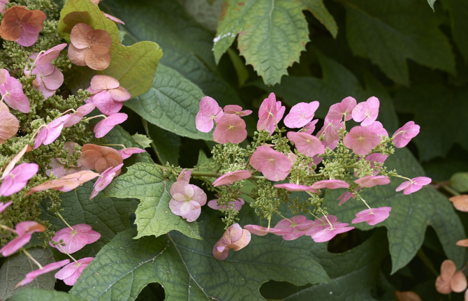 Hydrangea quercifolia Amethyst