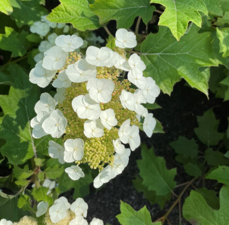 Hydrangea quercifolia Toy Soldier Bocotoso