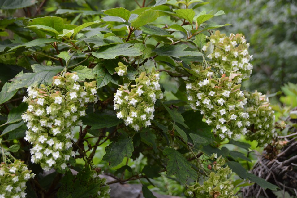 Hydrangea quercifolia Snowflake