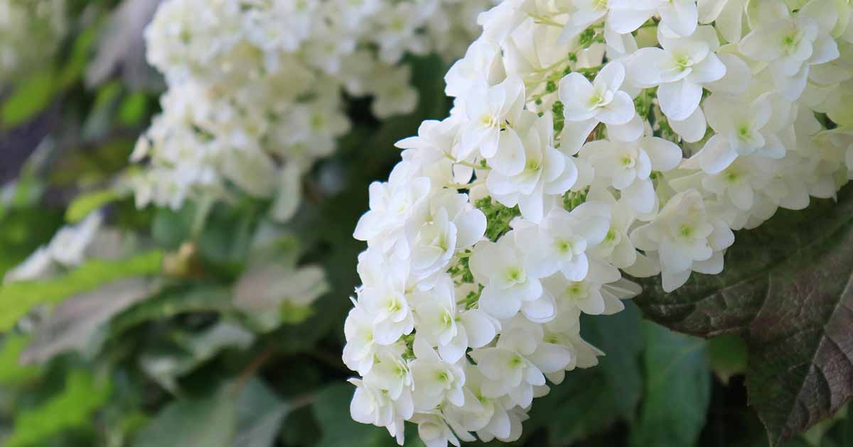 Hydrangea oakleaf