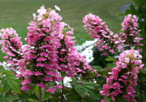 Hydrangea quercifolia Gatsby Pink JoAnn 2