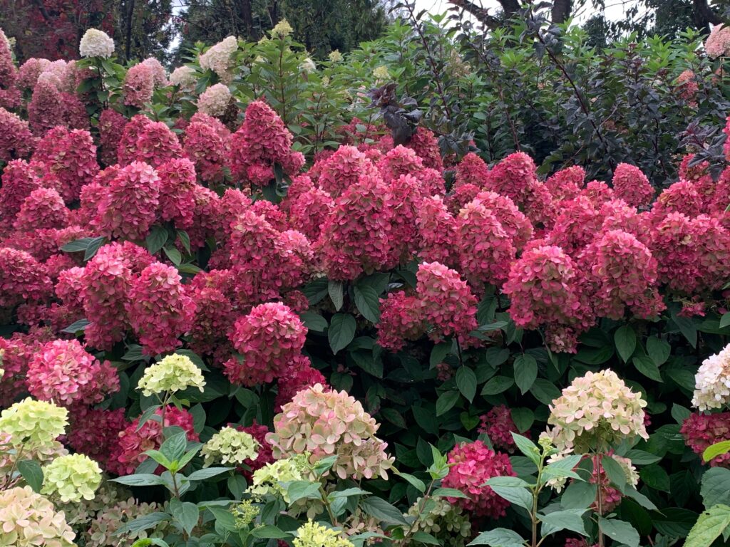 Hydrangea paniculata Bonfire