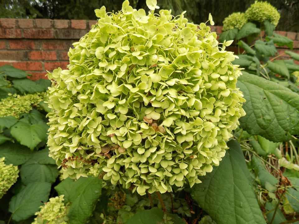 Hydrangea arborescens Grandiflora