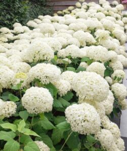 Audubon Native Arborescence Hydrangea