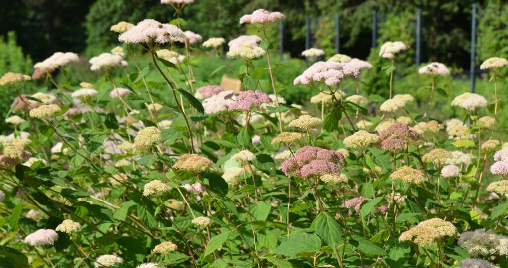 Hydrangea smooth Eco Pink Puff