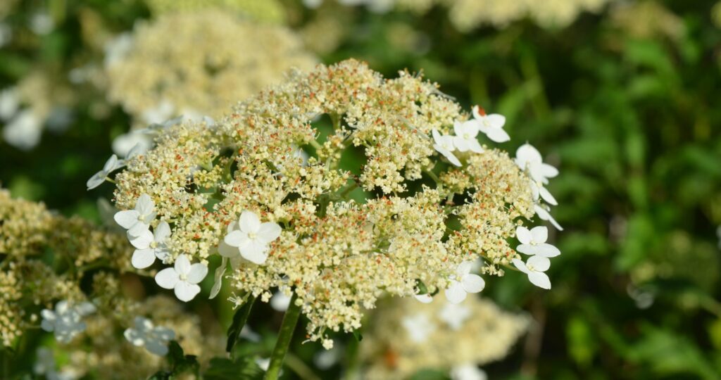 Hydrangea Emerald Lace