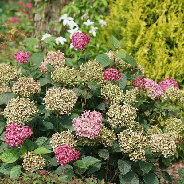 Hydrangea Invincibelle Garnetta 4