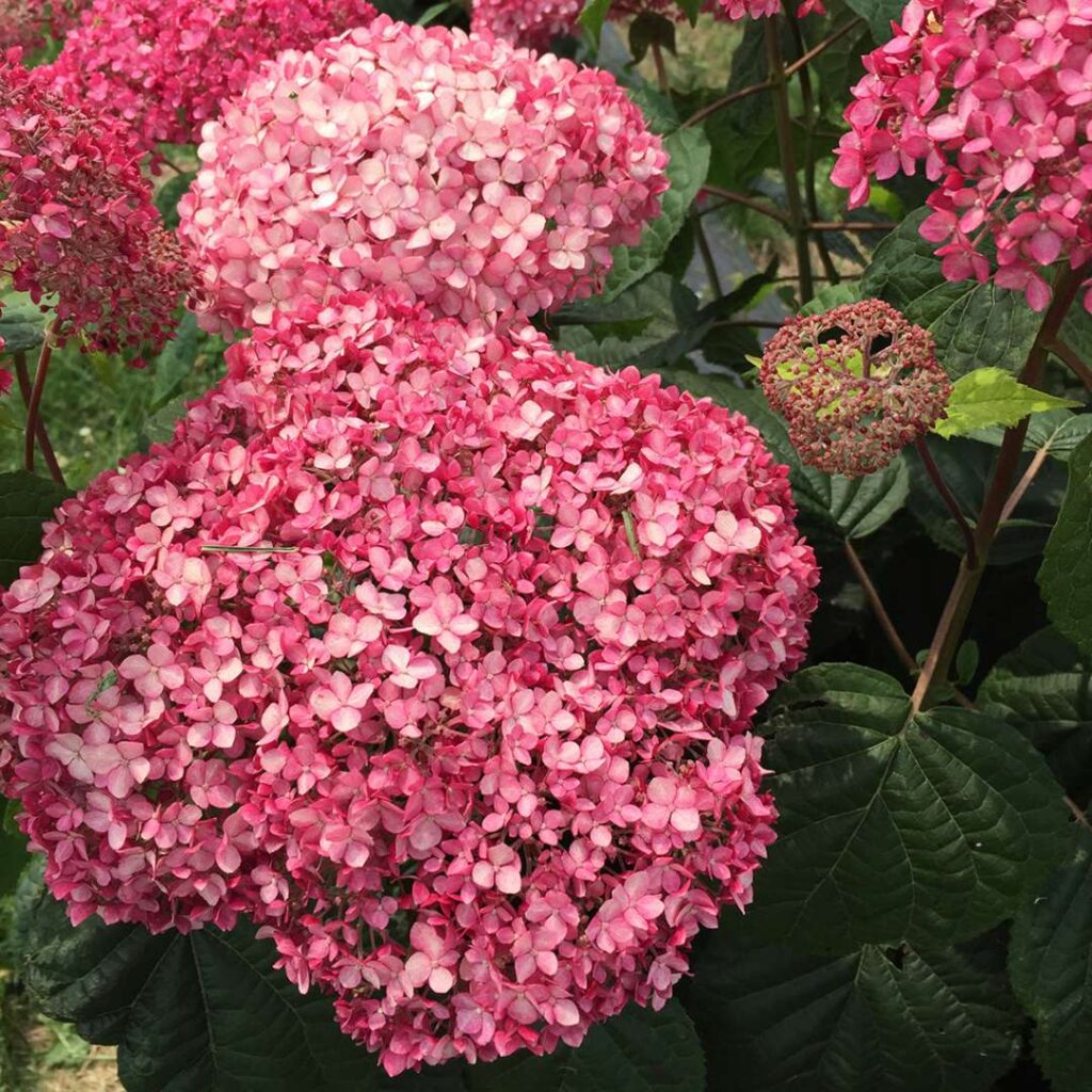 Hydrangea Pink Annabelle II - Invincibelle Spirit II