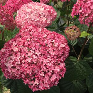 Hydrangea Pink Annabelle II - Invincibelle Spirit II