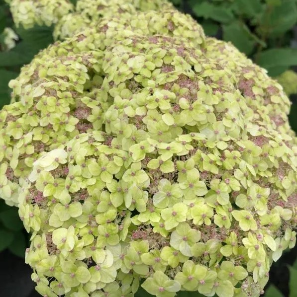 Hydrangea Invincibelle Sublime4