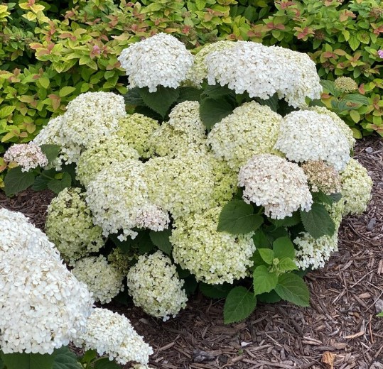 Hydrangea Invincibelle We White - BellaRagazza Blanchetta