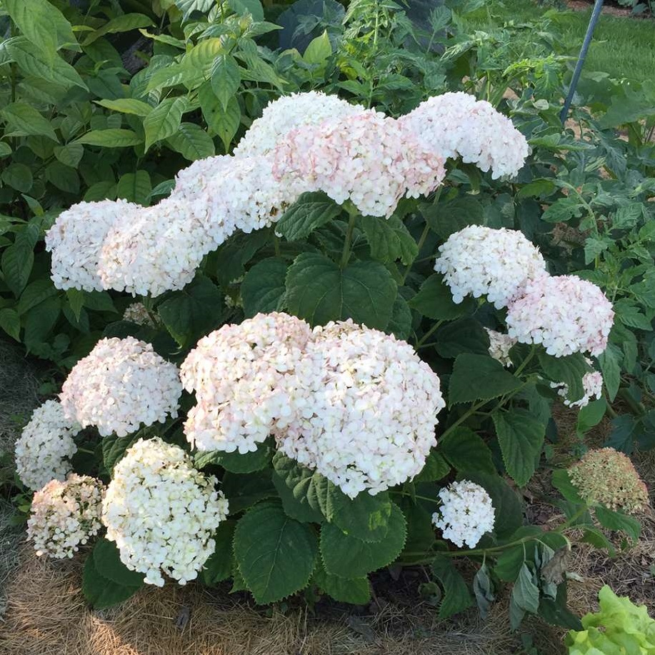 Hydrangea Invincibelle We White- BellaRagazza Blanchetta