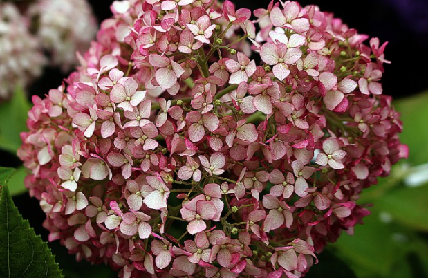 Hydrangea Pinkerella, Magical Pinkerbell, Kolpinbel