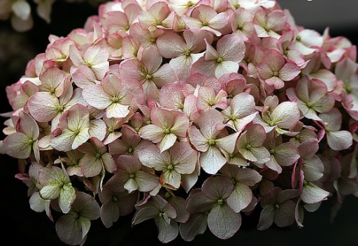 Hydrangea Pinkerella, Magical Pinkerbell, Kolpinbel1