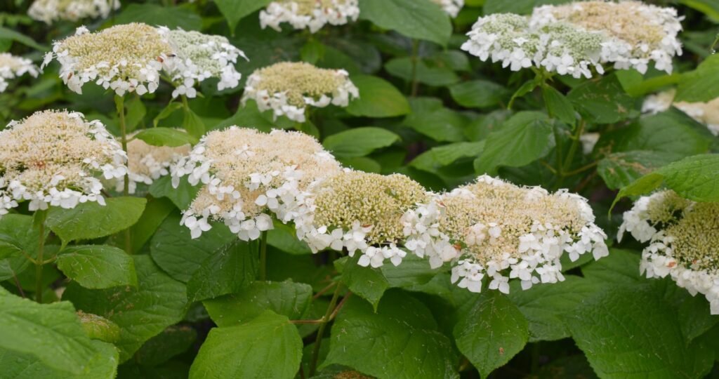 Hydrangea Mary Nell