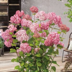 Hydrangea Pink Percussion