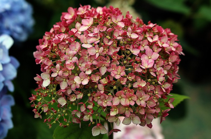 Hydrangea Pinkerella, Magical Pinkerbell, Kolpinbel2