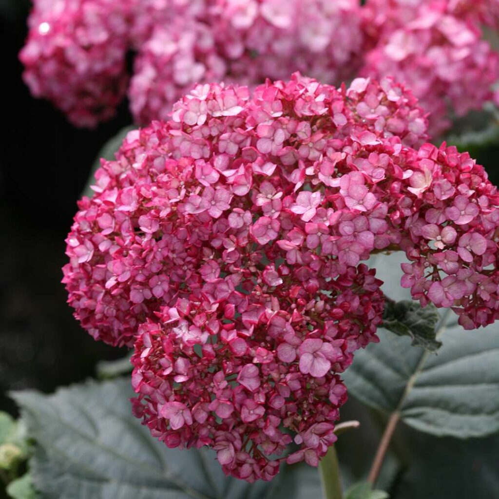 Hydrangea Ruby Annabelle - Invincibelle Ruby3