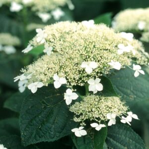 Hydrangea arborescence White Dome/ Dardom